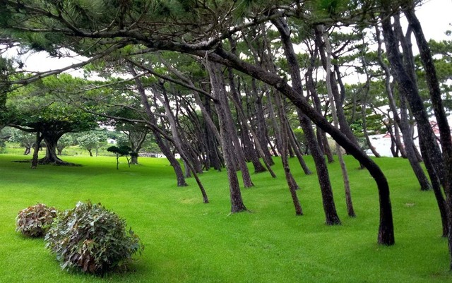 平和金公園の松林shou.jpg