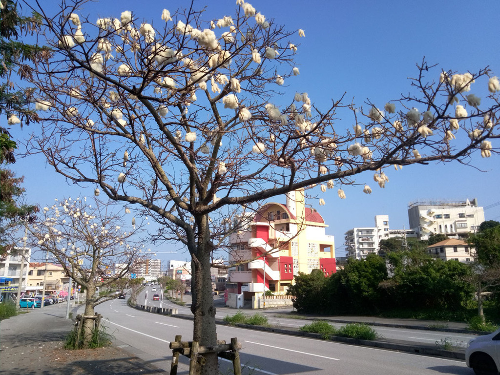 綿ぬ木smal.jpg